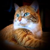 Emma, orange and white cat with green eyes
